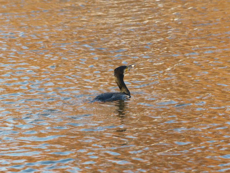 Cormorano